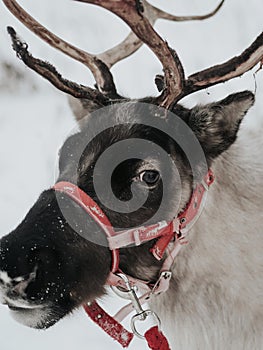 Reindeers in natural environment in the snow