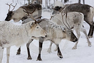 Reindeers in natural environment with snow, Lapland, north Sweden, during winter