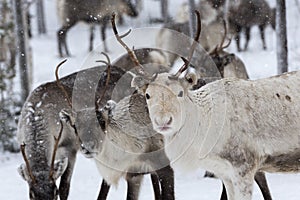 Reindeers in natural environment with snow, Lapland, north Sweden, during winter