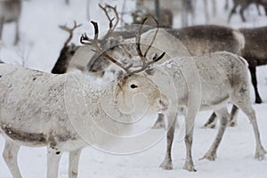 Reindeers in natural environment with snow, Lapland, north Sweden, during winter