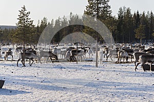 Reindeers in natural environment with snow, Lapland, north Sweden, during winter