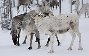 Reindeers in natural environment with snow, Lapland, north Sweden, during winter
