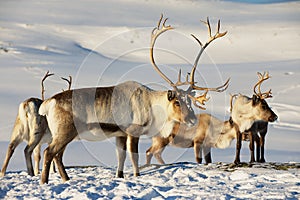 Reindeers in natural environment, Tromso region, Northern Norway.