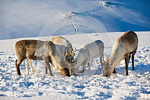 Reindeers in natural environment in Tromso region, Northern Norway.