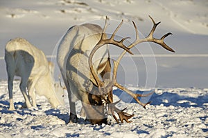 Reindeers in natural environment, Tromso region, Northern Norway