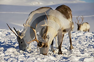 Reindeers in natural environment, Tromso region, Northern Norway