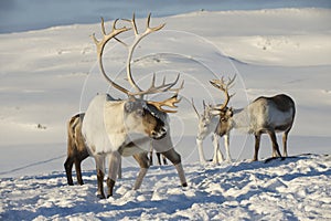 Reindeers in natural environment, Tromso region, Northern Norway