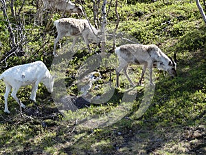 Reindeers in natural environment tromso region norway