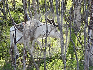 Reindeers in natural environment tromso region norway