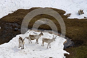 Reindeers once lived wildly around the whole country