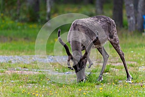 Reindeers pasturing in wild have been accustomed to people and human settlements