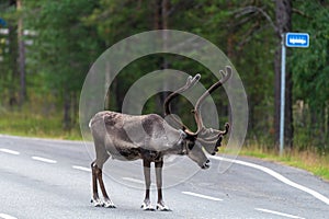Reindeers pasturing in wild have been accustomed to people and human settlements