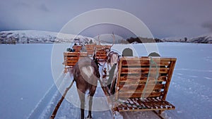 Reindeers pulling sleighs in winter Sami camp
