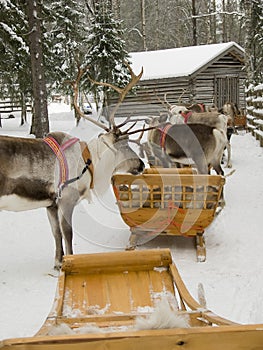 Reindeers with sleds