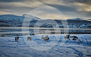 Reindeers in snow, Norway