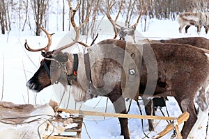 Reindeers in a team close up