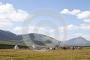 Reindeers and Tepees in Northern Mongolia