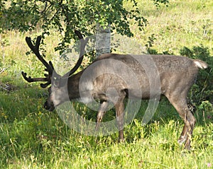 Reindeers visiting cottage village Bruksvallarna, Sweden