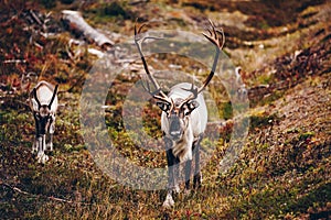 Reindeers walking near the road in autumn season in Finland