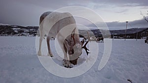 Reindeers in winter Sami camp