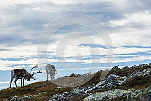 Reindeers in Yllas Pallastunturi National Park, Lapland, northern Finland