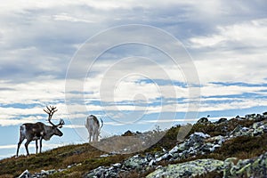 Reindeers in Yllas Pallastunturi National Park, Lapland, northern Finland