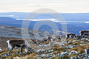 Reindeers in Yllas Pallastunturi National Park, Lapland, northern Finland