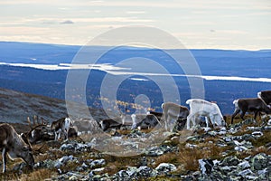 Reindeers in Yllas Pallastunturi National Park, Lapland, northern Finland