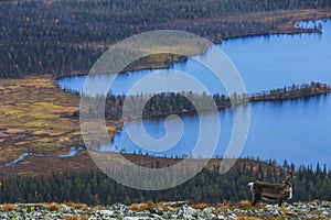 Reindeers in Yllas Pallastunturi National Park, Lapland, northern Finland