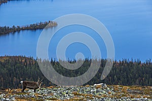 Reindeers in Yllas Pallastunturi National Park, Lapland, northern Finland