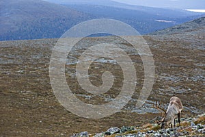 Reindeers in Yllas Pallastunturi National Park, Lapland, northern Finland