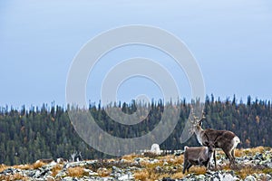 Reindeers in Yllas Pallastunturi National Park, Lapland, northern Finland