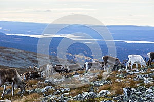 Reindeers in Yllas Pallastunturi National Park, Lapland, northern Finland