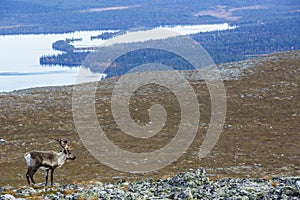 Reindeers in Yllas Pallastunturi National Park, Lapland, northern Finland