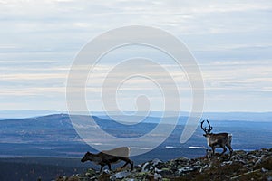 Reindeers in Yllas Pallastunturi National Park, Lapland, northern Finland