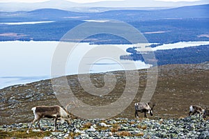 Reindeers in Yllas Pallastunturi National Park, Lapland, northern Finland