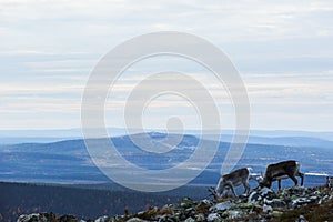 Reindeers in Yllas Pallastunturi National Park, Lapland, northern Finland