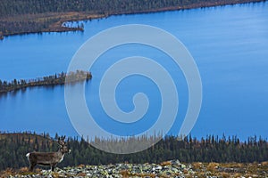 Reindeers in Yllas Pallastunturi National Park, Lapland, northern Finland