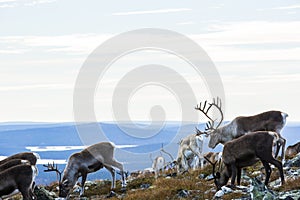Reindeers in Yllas Pallastunturi National Park, Lapland, northern Finland