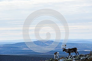 Reindeers in Yllas Pallastunturi National Park, Lapland, northern Finland