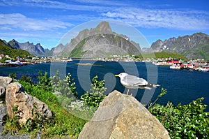 Reine Lofoten
