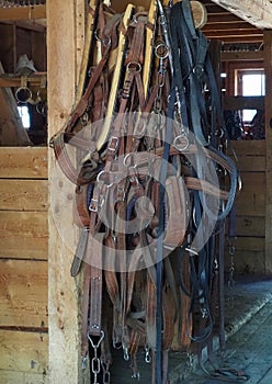 Reins And Bridles Hanging In Barn photo