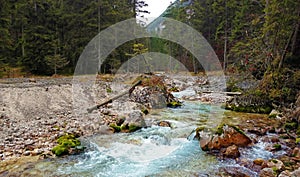 Alpine forest and Partnach river in Reintal or Rein Valley  Bavaria Germany photo