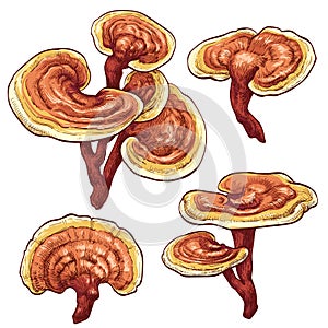 Reishi Ganoderma lucidum mushroom set. Colored vector illustration of mushrooms on white background.