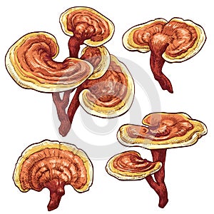 Reishi Ganoderma lucidum mushroom set. Colored vector illustration of mushrooms on white background. photo