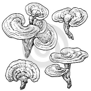 Reishi ganoderma lucidum mushroom set. Vector illustration of mushrooms on white background.