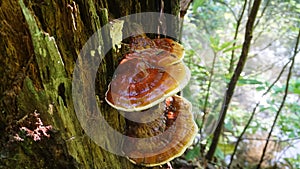 Reishi Ganoderma tsugae growing in the forest. Popular mushroom in herbalism.