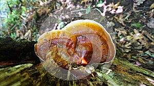 Reishi Ganoderma tsugae growing in the forest. Popular mushroom in herbalism.