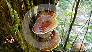 Reishi Ganoderma tsugae growing in the forest. Popular mushroom in herbalism.