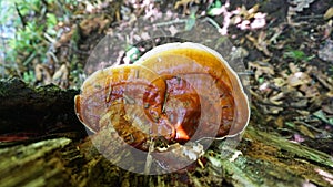 Reishi Ganoderma tsugae growing in the forest. Popular mushroom in herbalism. photo